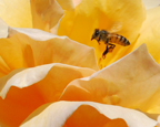 thumbnail-Bee in Rose